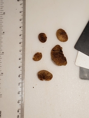 Crepidotus fraxinicola