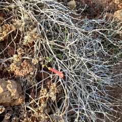 Gambelia juncea