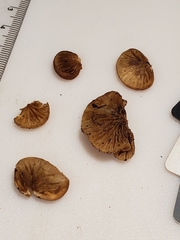 Crepidotus fraxinicola