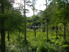 Paspalum urvillei