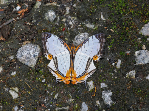 Cyrestis nivea Zincken, 1831