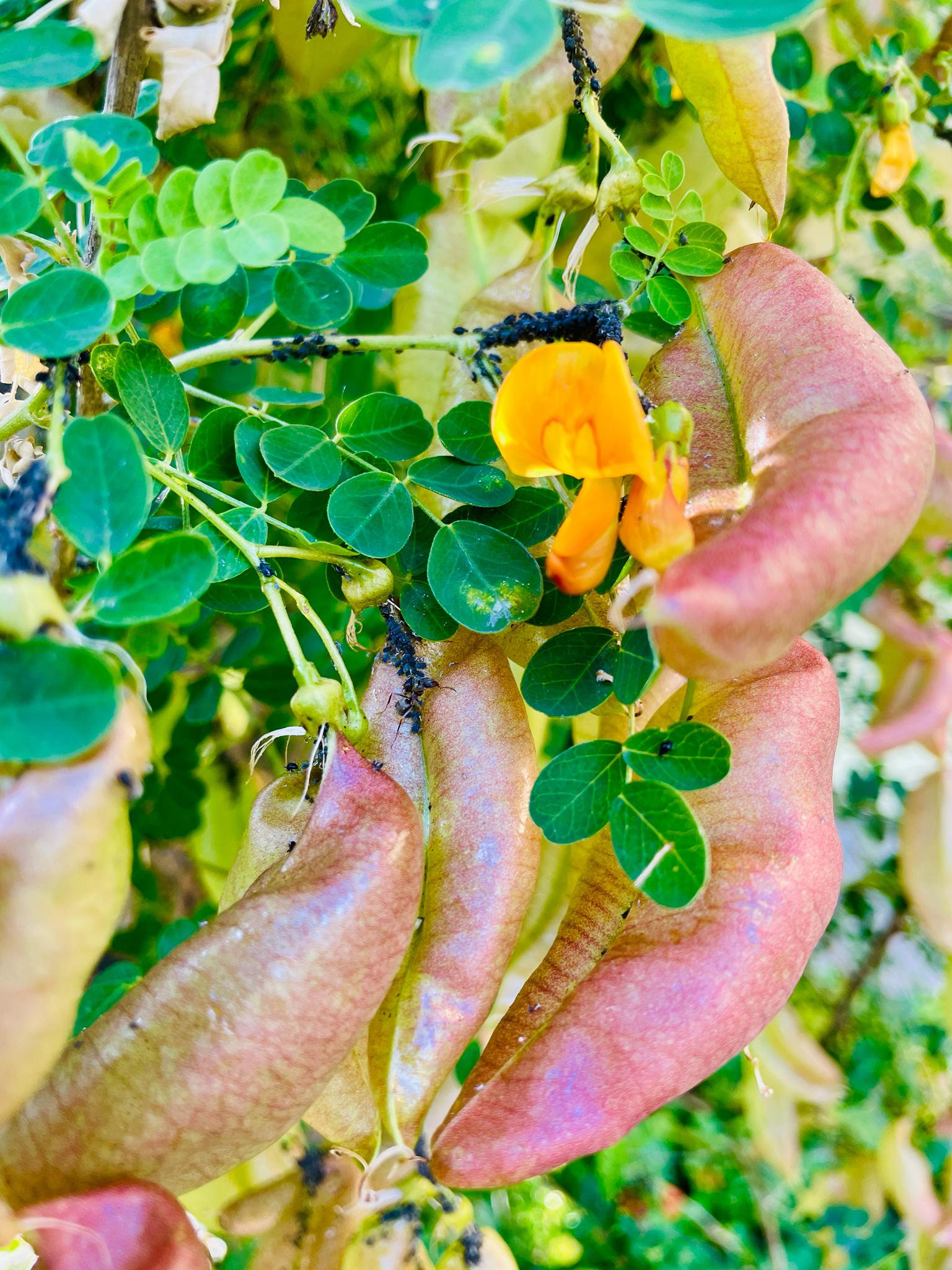 Bladder senna