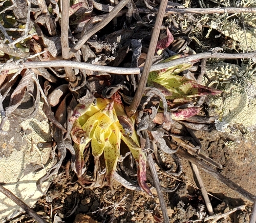 Dudleya cultrata
