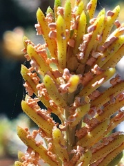 Chrysomyxa arctostaphyli