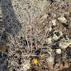 Dudleya cultrata