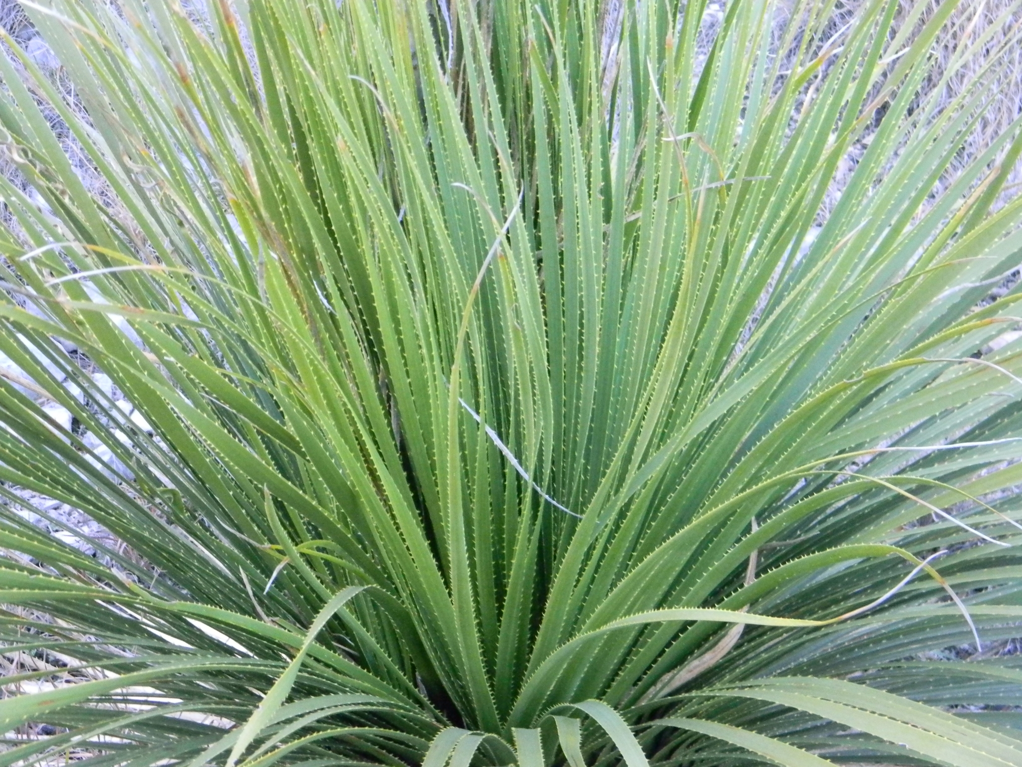 Texas sotol (Dasylirion texanum) · iNaturalist