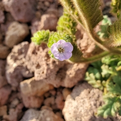 Phacelia ixodes