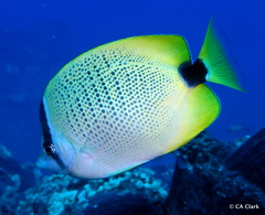 Chaetodon miliaris
