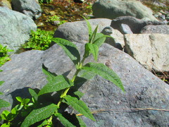 Buddleja globosa