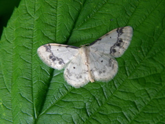 Idaea trigeminata
