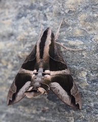 Macroglossum mitchellii