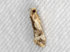 Machetis versatrix
