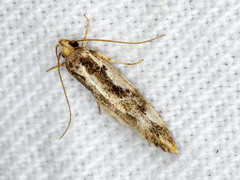 Machetis versatrix