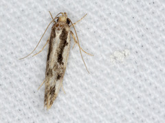 Machetis versatrix