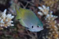 Pomacentrus nigromarginatus