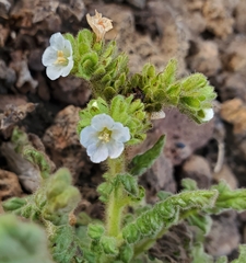 Phacelia ixodes
