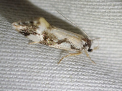 Machetis aphrobola
