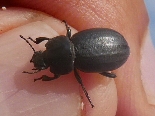 Heliopates littoralis