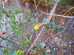 Berberis actinacantha