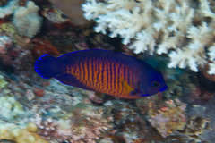 Centropyge bispinosa