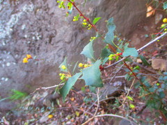 Berberis actinacantha