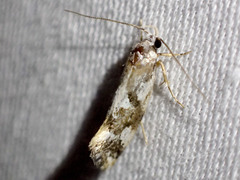 Machetis aphrobola