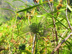 Colliguaja integerrima