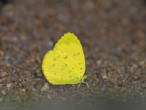 Three-spotted Grass Yellow photo 2