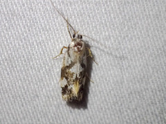 Machetis aphrobola