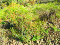 Colliguaja integerrima