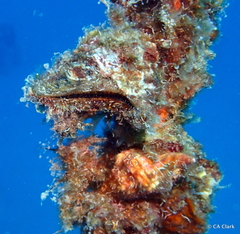 Pteria brunnea