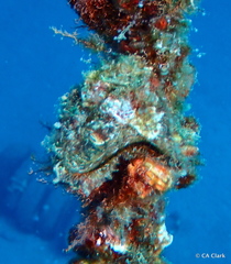 Pteria brunnea