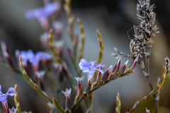 Limonium hyblaeum