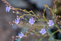 Limonium hyblaeum