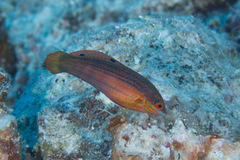 Halichoeres biocellatus