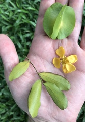 Plectrocarpa carrapo