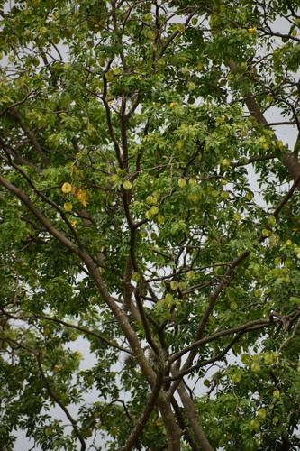 Bulnesia carrapo · iNaturalist