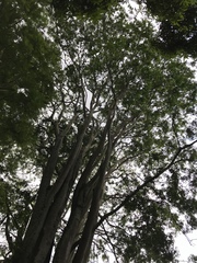 Plectrocarpa carrapo