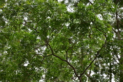 Plectrocarpa carrapo