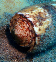 Conus striatus