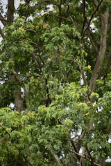 Plectrocarpa carrapo