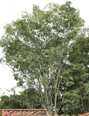 Plectrocarpa carrapo