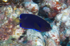 Centropyge fisheri