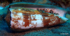 Dardanus sanguinolentus