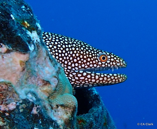 Whitemouth moray
