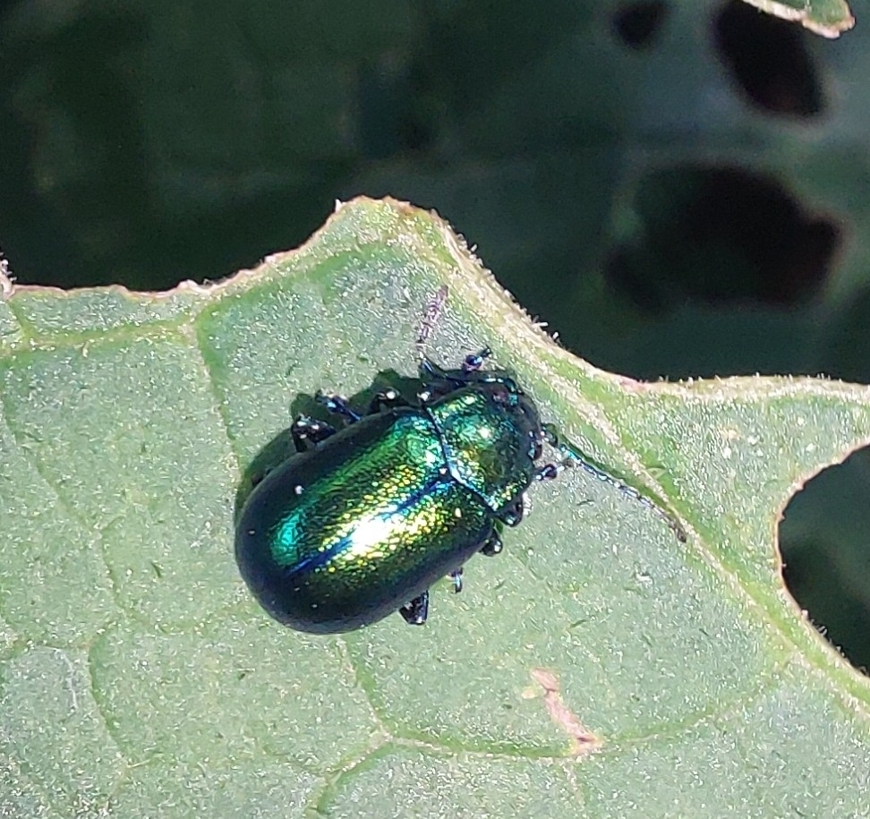 Oreina speciosissima
