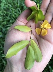 Plectrocarpa carrapo