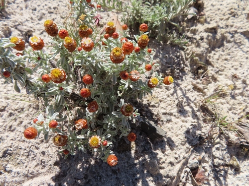 Image of Helichrysum cochleariforme by (c) linkie, some rights reserved (CC BY)