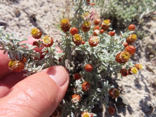 Image of Helichrysum cochleariforme by (c) linkie, some rights reserved (CC BY)