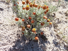 Helichrysum cochleariforme